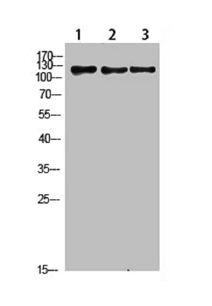 Western blot - Anti-FIG4 Antibody (AB316950)