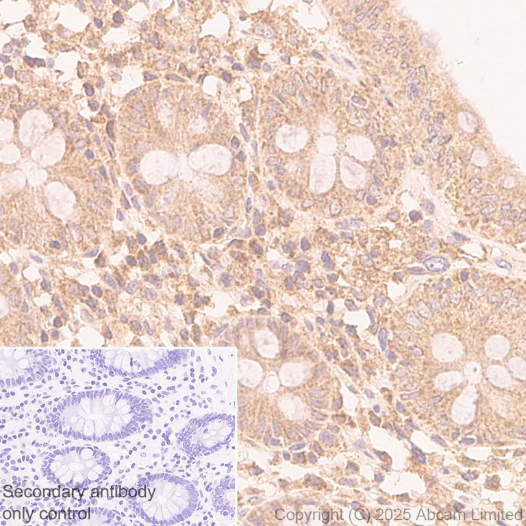 Immunohistochemistry (Formalin/PFA-fixed paraffin-embedded sections) - Anti-FIG4 antibody [EPR29554-575] (AB325342)