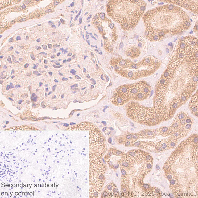 Immunohistochemistry (Formalin/PFA-fixed paraffin-embedded sections) - Anti-FIG4 antibody [EPR29554-575] (AB325342)