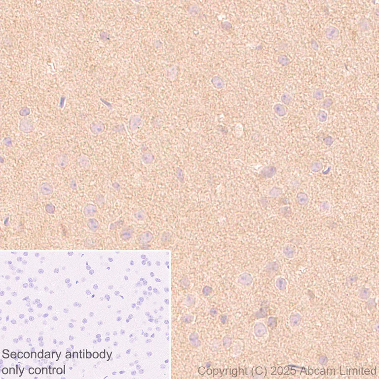Immunohistochemistry (Formalin/PFA-fixed paraffin-embedded sections) - Anti-FIG4 antibody [EPR29554-575] (AB325342)