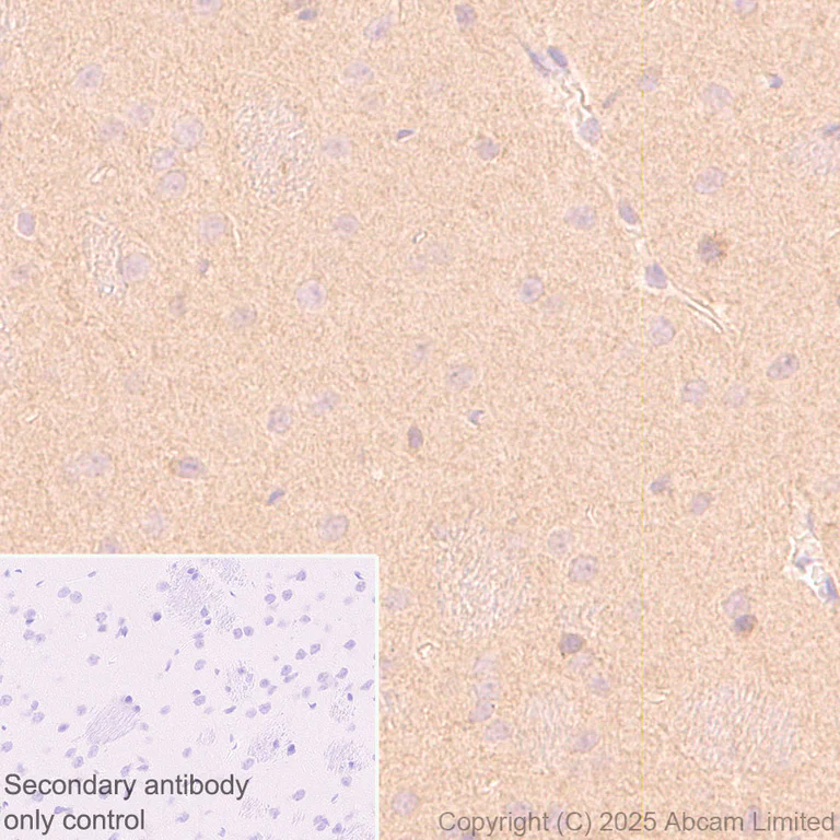 Immunohistochemistry (Formalin/PFA-fixed paraffin-embedded sections) - Anti-FIG4 antibody [EPR29554-575] (AB325342)