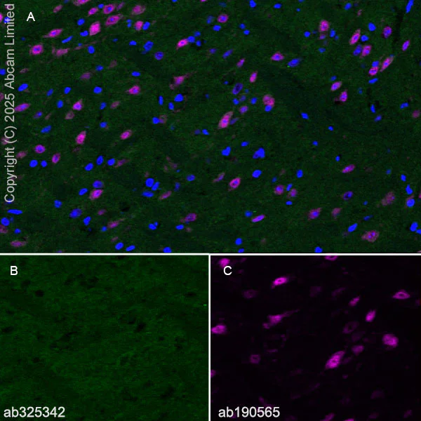 Immunohistochemistry (Frozen sections) - Anti-FIG4 antibody [EPR29554-575] (AB325342)