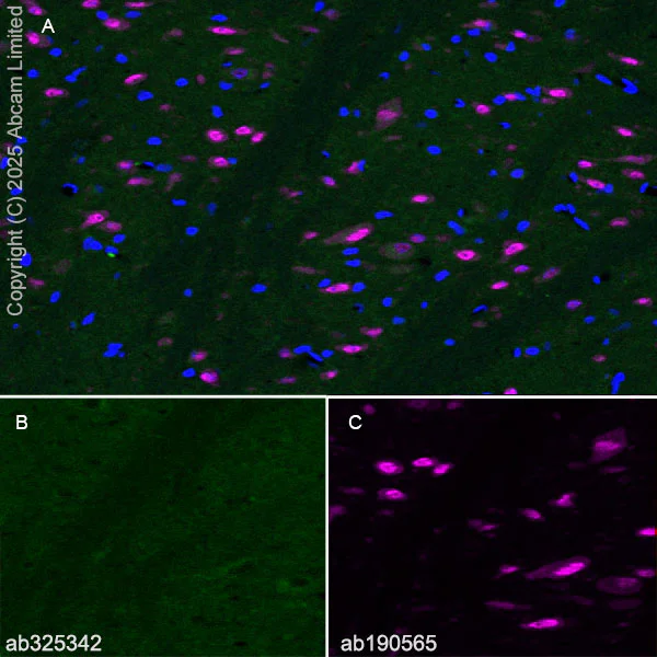 Immunohistochemistry (Frozen sections) - Anti-FIG4 antibody [EPR29554-575] (AB325342)