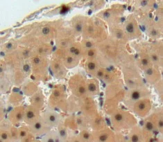 Immunohistochemistry (Formalin/PFA-fixed paraffin-embedded sections) - Anti-FIGN/Fidgetin antibody (AB232756)