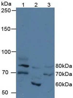 Western blot - Anti-FIGN/Fidgetin antibody (AB232756)