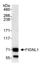Immunoprecipitation - Anti-FIGNL1 antibody (AB70841)