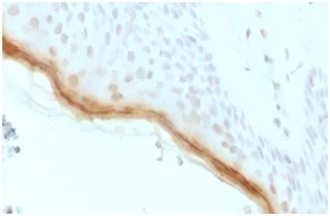 Immunohistochemistry (Formalin/PFA-fixed paraffin-embedded sections) - Anti-Filaggrin antibody [rFLG/1561] - BSA and Azide free (AB236431)