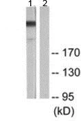 Western blot - Anti-Filamin A antibody (AB189183)