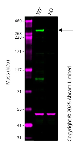 Western blot - Anti-Filamin A antibody (AB189183)