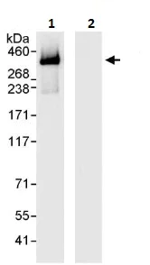 Immunoprecipitation - Anti-Filamin A antibody (AB264184)