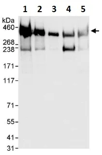 Western blot - Anti-Filamin A antibody (AB264184)