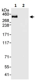 Immunoprecipitation - Anti-Filamin A antibody (AB264185)