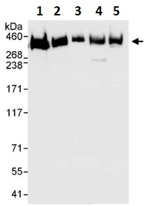 Western blot - Anti-Filamin A antibody (AB264185)