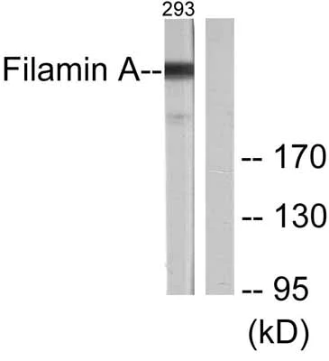 Western blot - Anti-Filamin A antibody (AB51217)