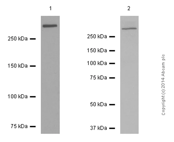 Western blot - Anti-Filamin A antibody [EP2405Y] (AB76289)