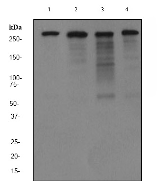 Western blot - Anti-Filamin A antibody [EP2405Y] (AB76289), expandable thumbnail