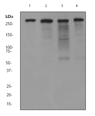 Western blot - Anti-Filamin A antibody [EP2405Y] (AB76289)
