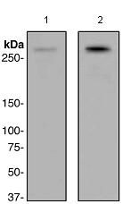 Western blot - Anti-Filamin A (phospho S1083) antibody [EPR2308] - BSA and Azide free (AB247814)