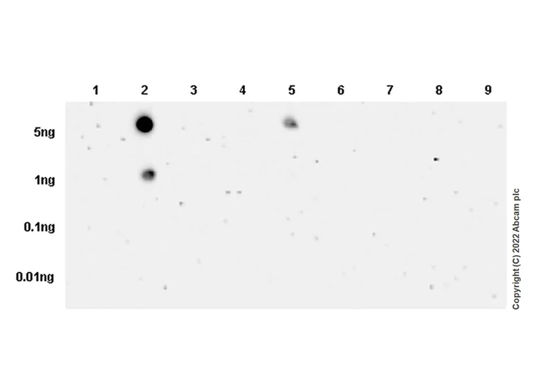 Dot Blot - Anti-Filamin A (phospho S2152) + Filamin B (phospho S2107) antibody [EP2310AY] - BSA and Azide free (AB284727)