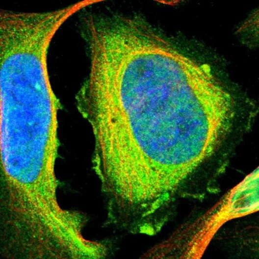 Immunocytochemistry/ Immunofluorescence - Anti-Filamin B antibody (AB224334)