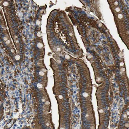 Immunohistochemistry (Formalin/PFA-fixed paraffin-embedded sections) - Anti-Filamin B antibody (AB224334)