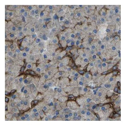 Immunohistochemistry (Formalin/PFA-fixed paraffin-embedded sections) - Anti-Filamin B antibody (AB224334)