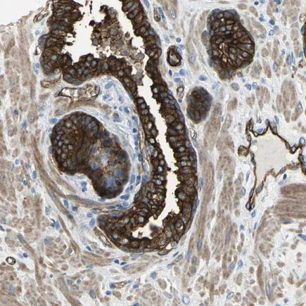 Immunohistochemistry (Formalin/PFA-fixed paraffin-embedded sections) - Anti-Filamin B antibody (AB224334)