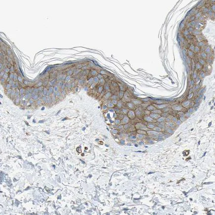 Immunohistochemistry (Formalin/PFA-fixed paraffin-embedded sections) - Anti-Filamin B antibody (AB224334)
