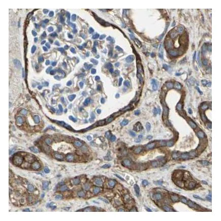 Immunohistochemistry (Formalin/PFA-fixed paraffin-embedded sections) - Anti-Filamin B antibody (AB224334)