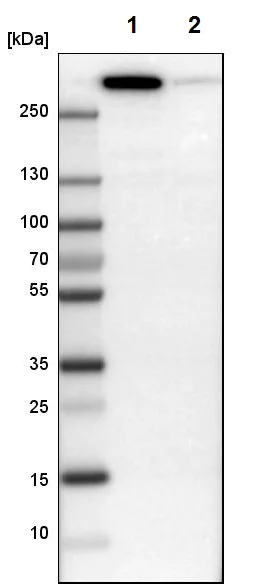 Western blot - Anti-Filamin B antibody (AB224334)