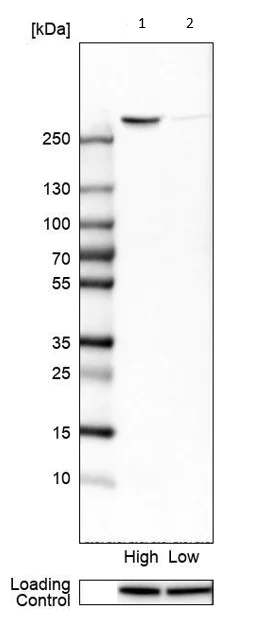 Western blot - Anti-Filamin B antibody (AB224334)