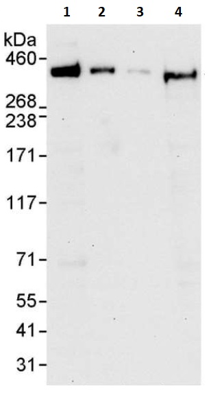 Western blot - Anti-Filamin B antibody (AB264226)