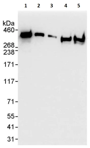 Western blot - Anti-Filamin B antibody (AB264227)