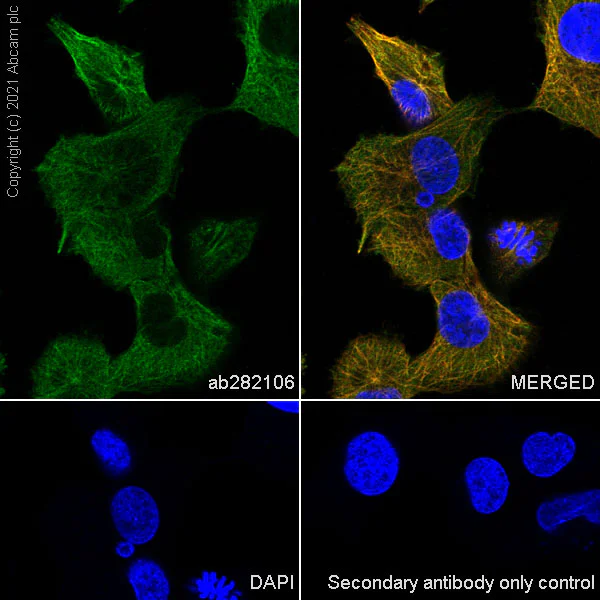 Immunocytochemistry/ Immunofluorescence - Anti-Filamin B antibody [EPR24525-3] - BSA and Azide free (AB282122)