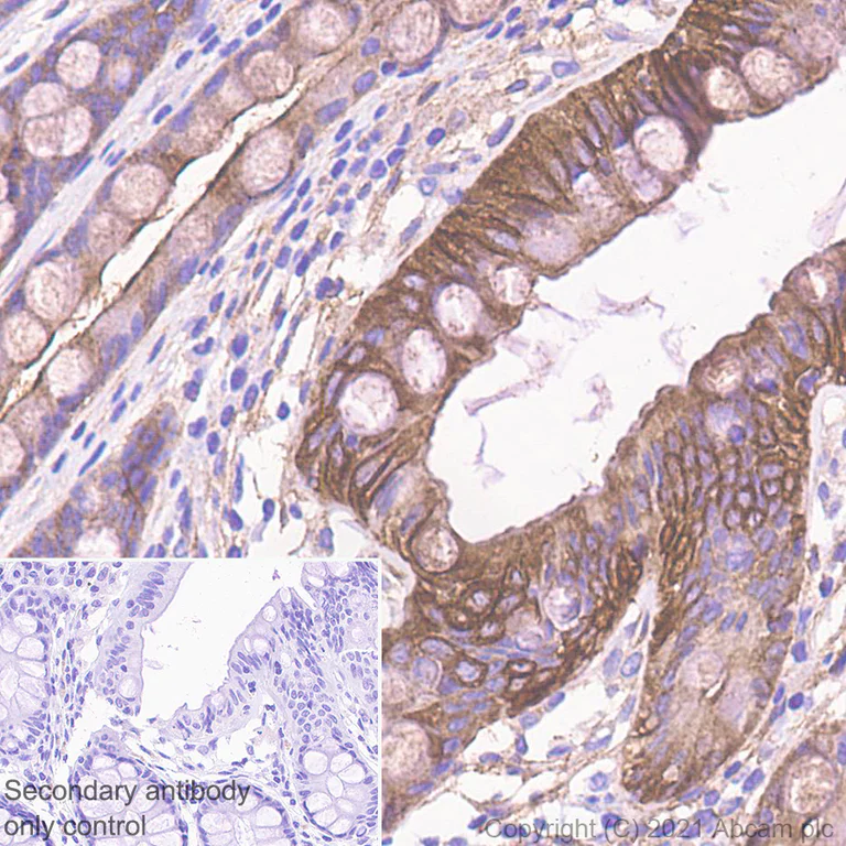 Immunohistochemistry (Formalin/PFA-fixed paraffin-embedded sections) - Anti-Filamin B antibody [EPR24525-3] - BSA and Azide free (AB282122)
