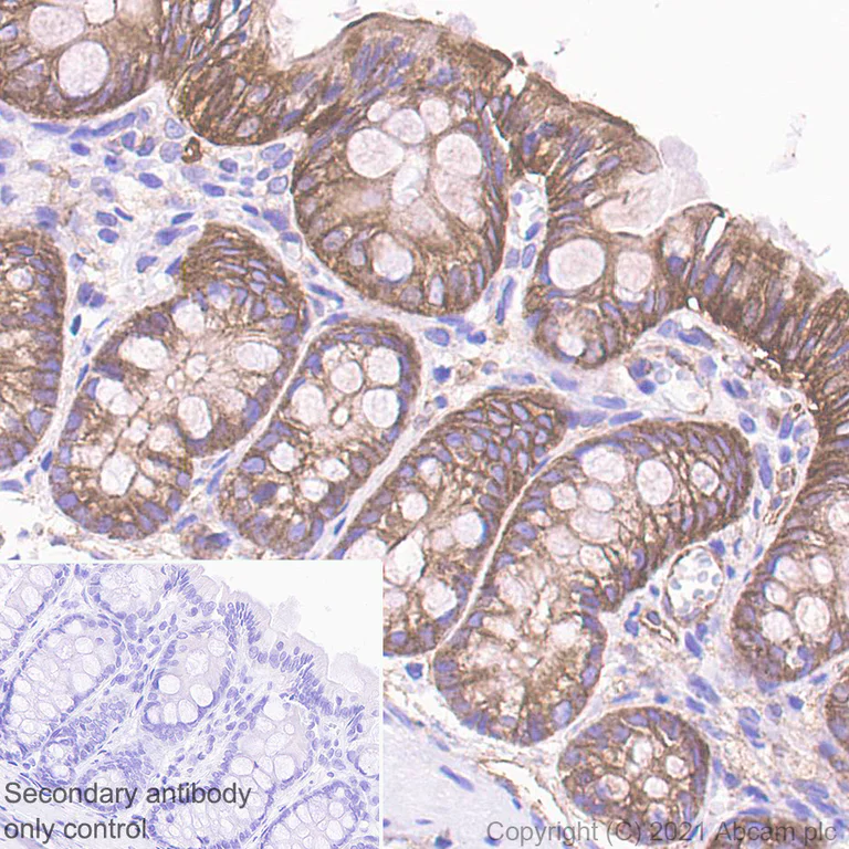 Immunohistochemistry (Formalin/PFA-fixed paraffin-embedded sections) - Anti-Filamin B antibody [EPR24525-3] - BSA and Azide free (AB282122)