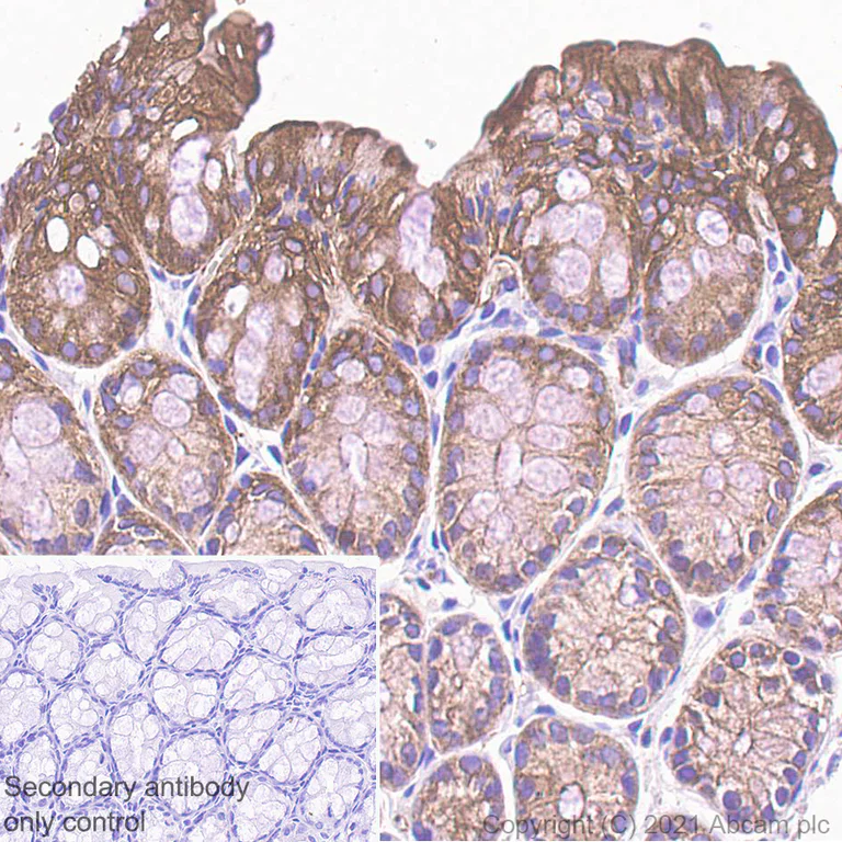 Immunohistochemistry (Formalin/PFA-fixed paraffin-embedded sections) - Anti-Filamin B antibody [EPR24525-3] - BSA and Azide free (AB282122)
