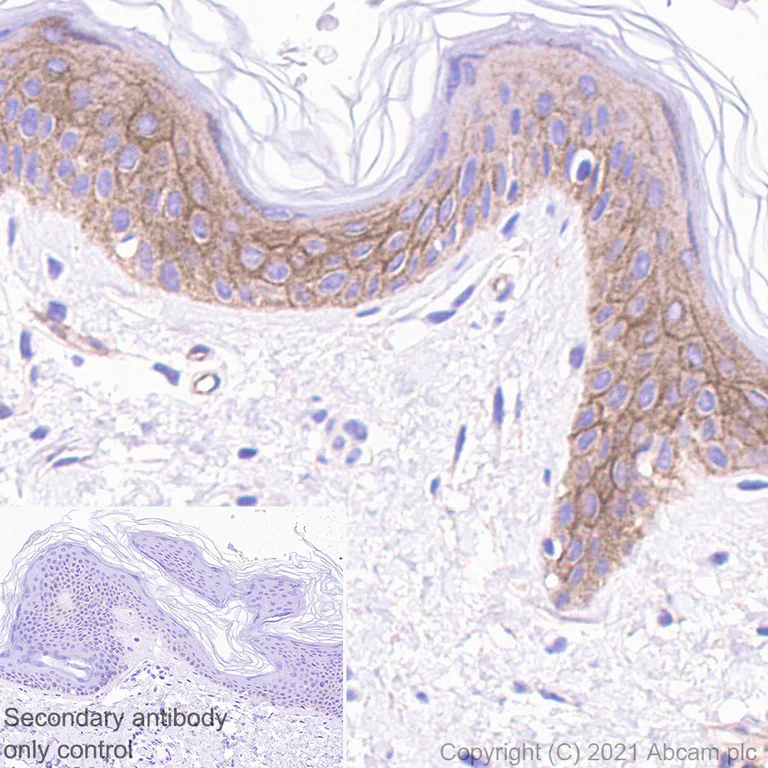 Immunohistochemistry (Formalin/PFA-fixed paraffin-embedded sections) - Anti-Filamin B antibody [EPR24525-3] - BSA and Azide free (AB282122)
