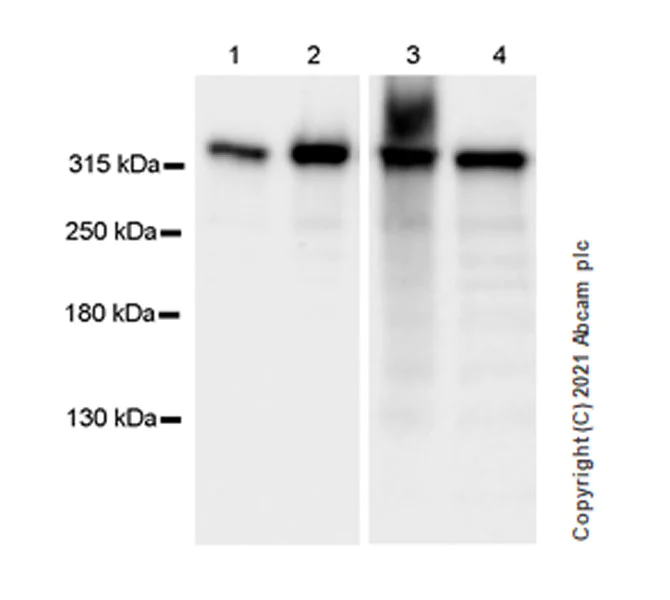 Western blot - Anti-Filamin B antibody [EPR24525-3] - BSA and Azide free (AB282122)