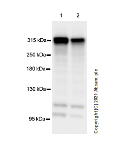 Western blot - Anti-Filamin B antibody [EPR24525-3] - BSA and Azide free (AB282122)