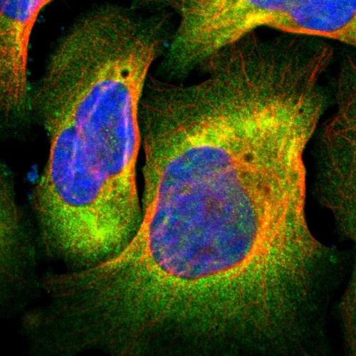 Immunocytochemistry/ Immunofluorescence - Anti-Filamin C antibody (AB244284)