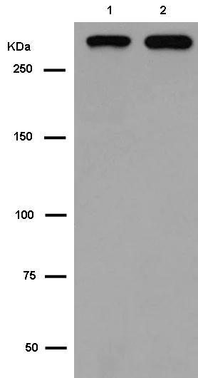 Western blot - Anti-Filamin C antibody [EPR14498(B)] (AB180941)
