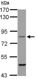 Western blot - Anti-Filensin antibody (AB126235)