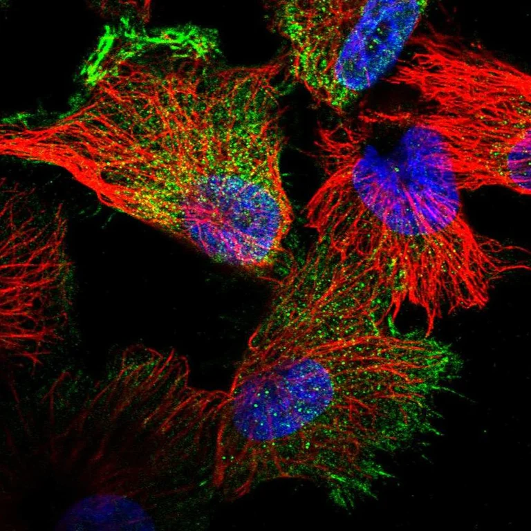 Immunocytochemistry/ Immunofluorescence - Anti-Filensin antibody (AB251869)