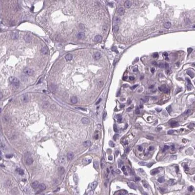 Immunohistochemistry (Formalin/PFA-fixed paraffin-embedded sections) - Anti-Filensin antibody (AB251869)