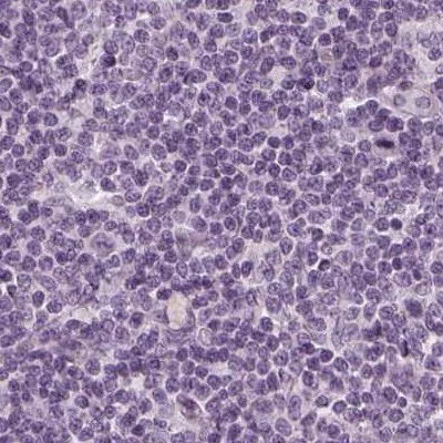 Immunohistochemistry (Formalin/PFA-fixed paraffin-embedded sections) - Anti-Filensin antibody (AB251869)