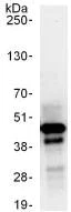 Immunoprecipitation - Anti-FIP antibody (AB125184)