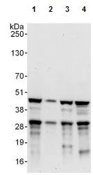 Western blot - Anti-FIP antibody (AB125184)