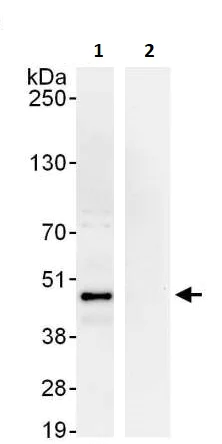 Immunoprecipitation - Anti-FIP antibody (AB264330)