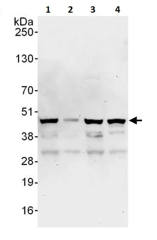 Western blot - Anti-FIP antibody (AB264330)